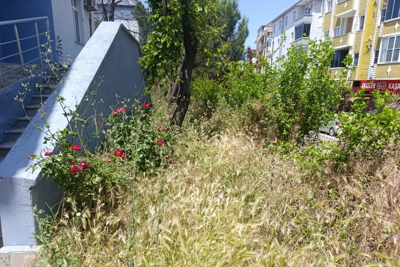 Okul bahçesinde yılan ve kene korkusu