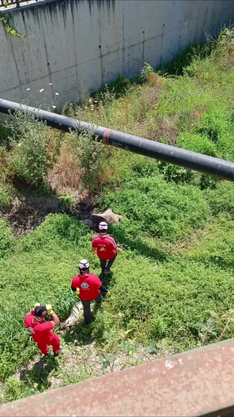 Mudanya'da Dere Yatağında Ölü Yabani Hayvan Bulundu