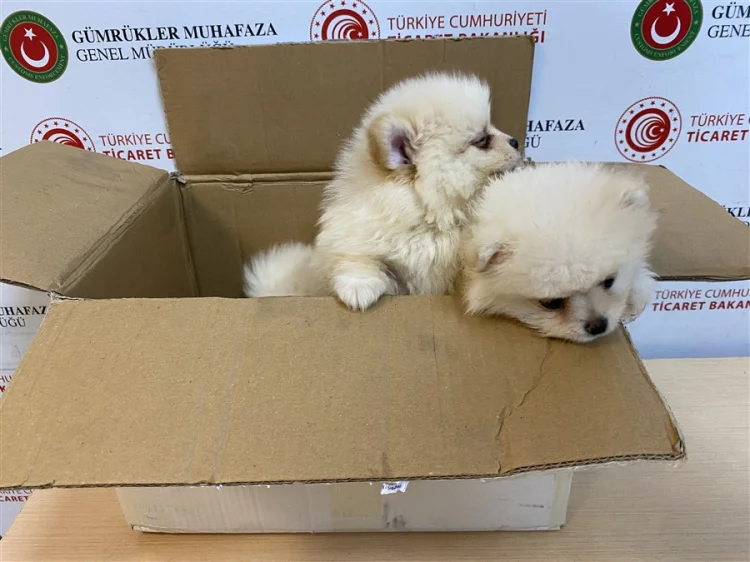 Kapıkule'de Sürpriz Yakalama: Kaçakçılar 6 Pomeranian Yavrusuyla Yakalandı