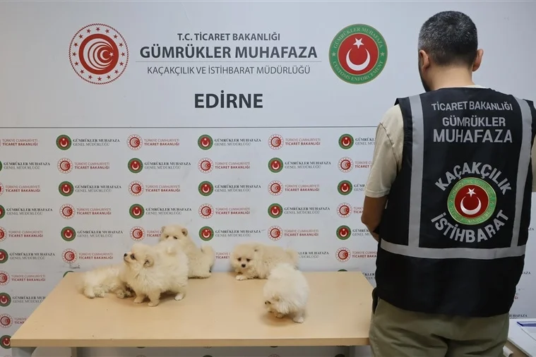 Kapıkule'de Sürpriz Yakalama: Kaçakçılar 6 Pomeranian Yavrusuyla Yakalandı
