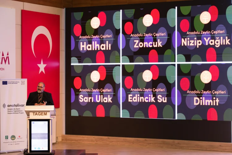 Ankara’da Zeytin ve İklim Zirvesi: Zeytin Atlası Tanıtıldı, Gelecek Nesillere Miras Bırakma Stratejileri Tartışıldı