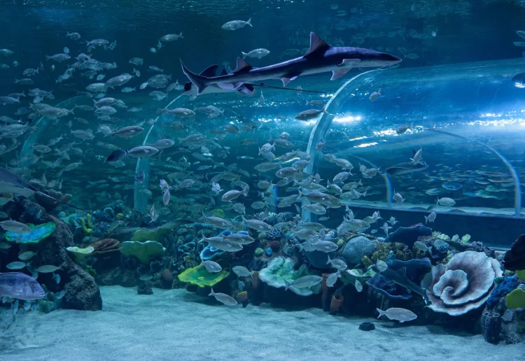 Kocaeli'nin Yeni Gözdesi Körfez Aqua Akvaryumu Ziyaretçi Akınına Uğradı