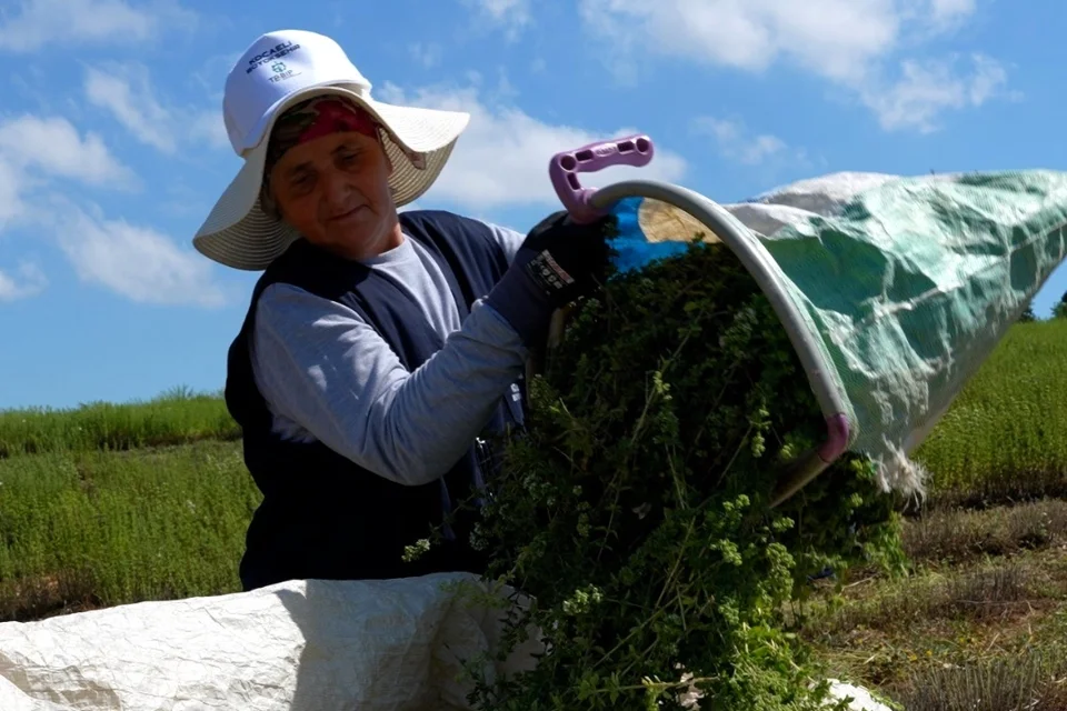 Kocaeli'de TABİP Projesiyle Kekik Hasadı Başladı: Yerli ve Milli Makinelerle Üreticiler Destekleniyor